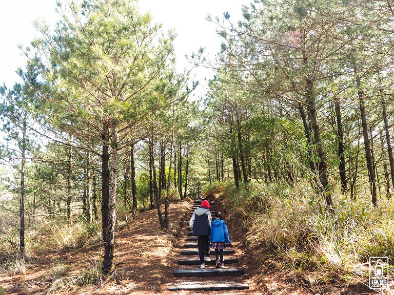 千櫻園+福壽山農場露營區