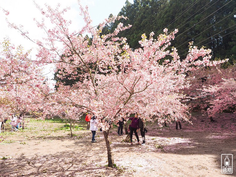 千櫻園+福壽山農場露營區