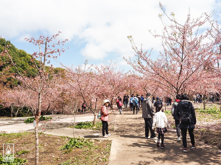 千櫻園+福壽山農場露營區