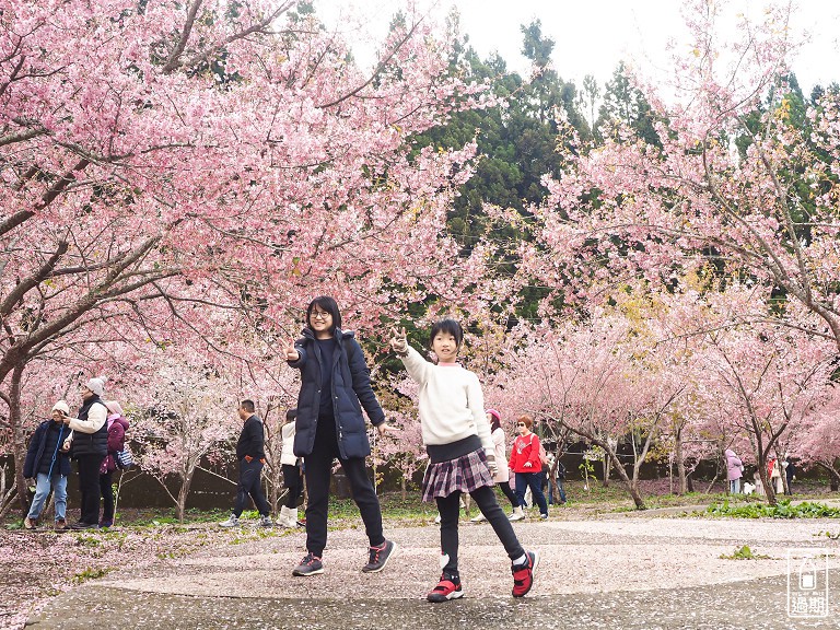 千櫻園+福壽山農場露營區