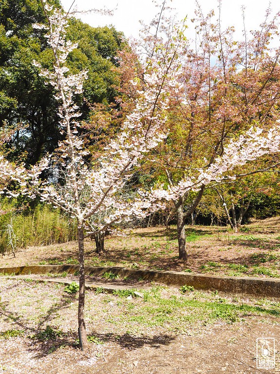 千櫻園+福壽山農場露營區