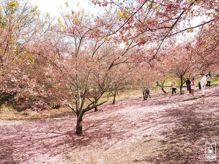 千櫻園+福壽山農場露營區