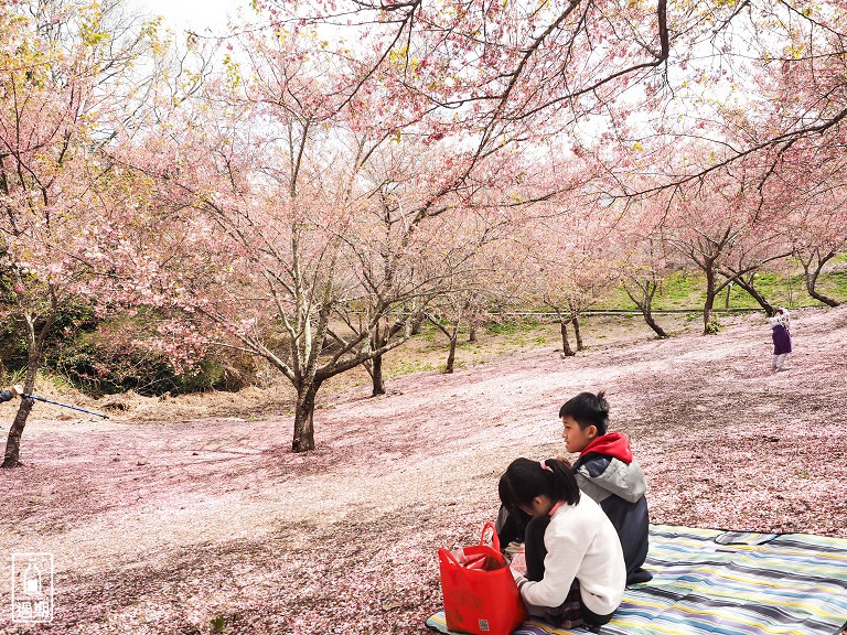 千櫻園+福壽山農場露營區