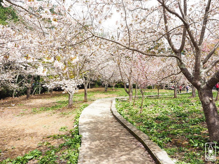 千櫻園+福壽山農場露營區