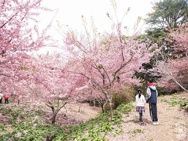 千櫻園+福壽山農場露營區