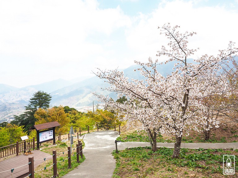 千櫻園+福壽山農場露營區