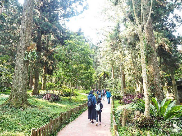 溪頭自然教育園區+福華雲杉自助餐
