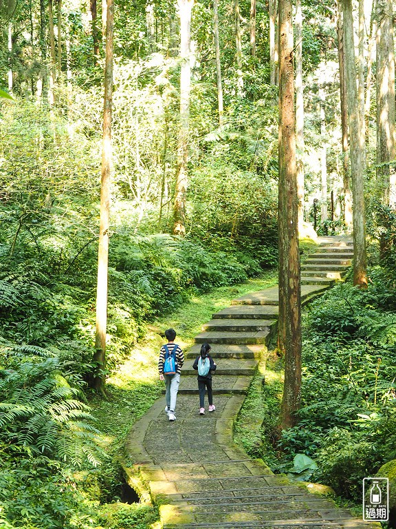 溪頭自然教育園區+福華雲杉自助餐