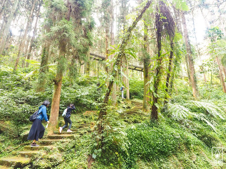 溪頭自然教育園區+福華雲杉自助餐