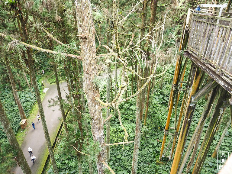 溪頭自然教育園區+福華雲杉自助餐