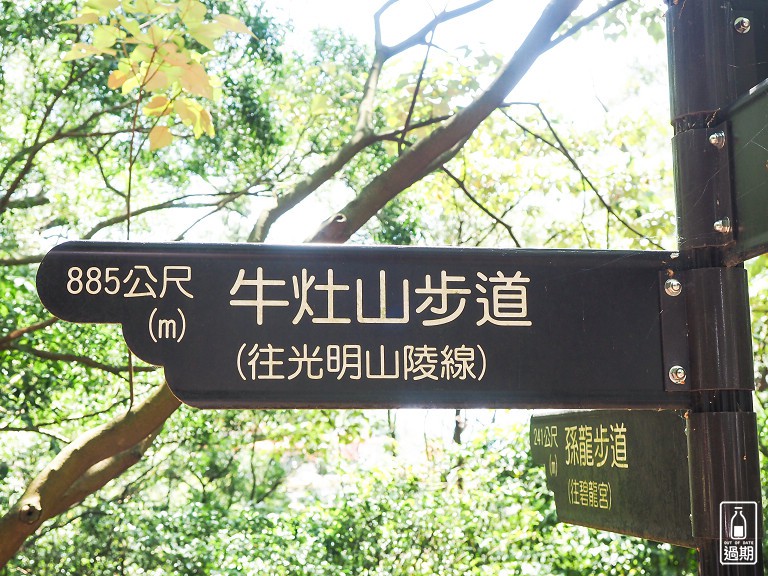 百年大榕樹