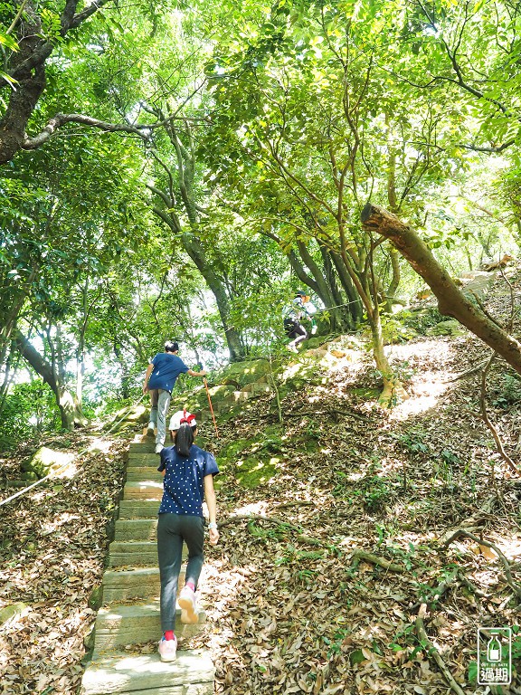 百年大榕樹