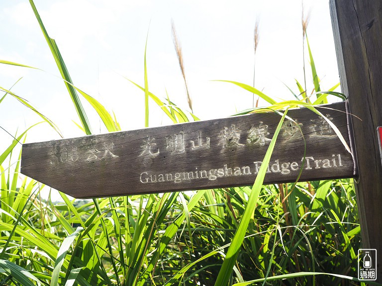 百年大榕樹