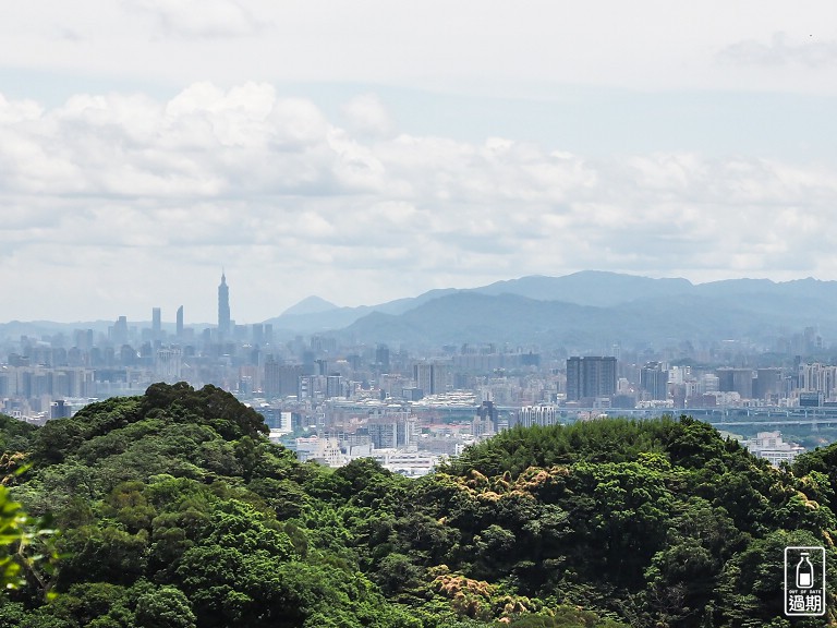 百年大榕樹
