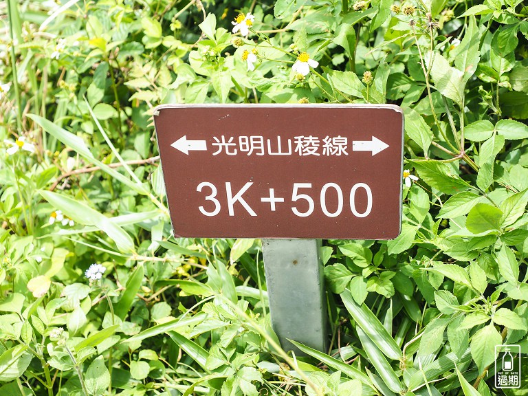 百年大榕樹