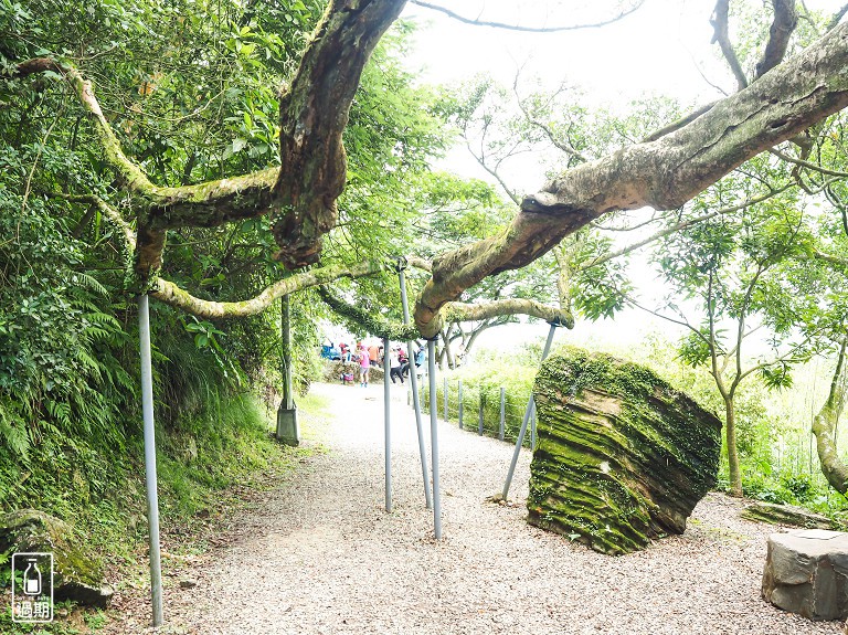 百年大榕樹