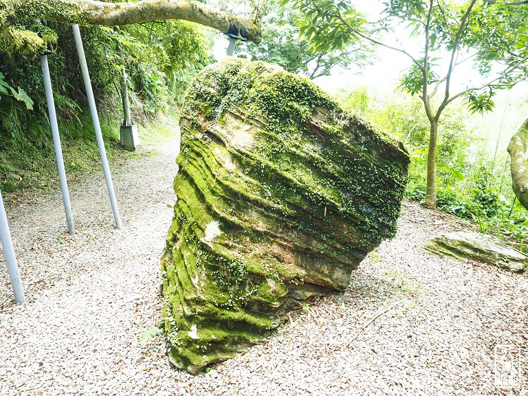 百年大榕樹