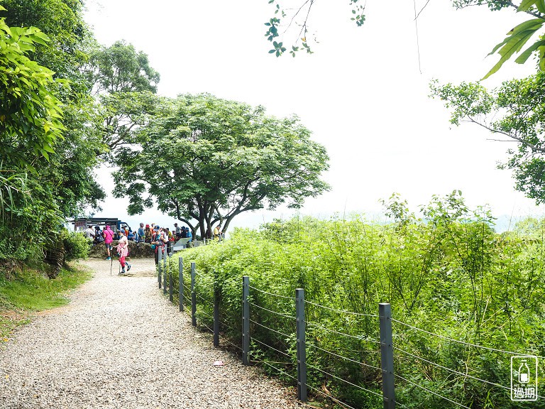 百年大榕樹