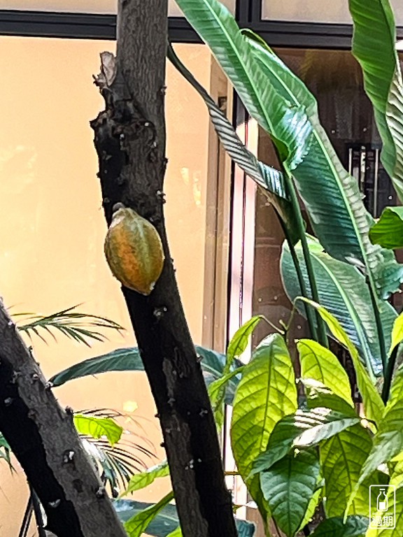 77巧克力共和國