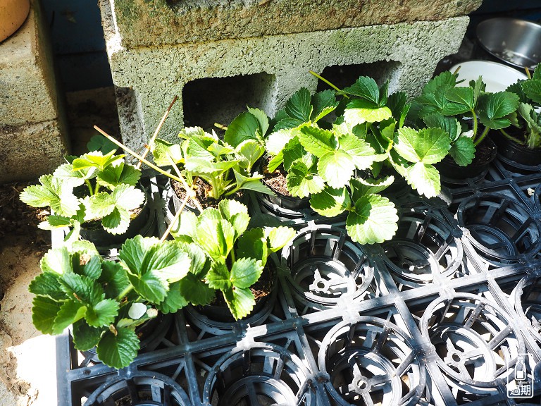 蜜境高山草莓園