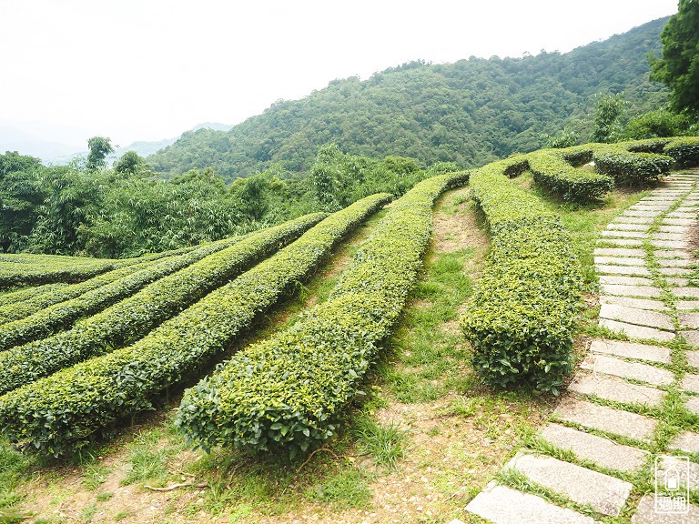 玉蘭茶園