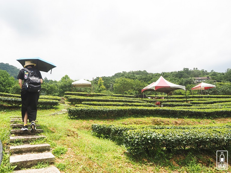玉蘭茶園