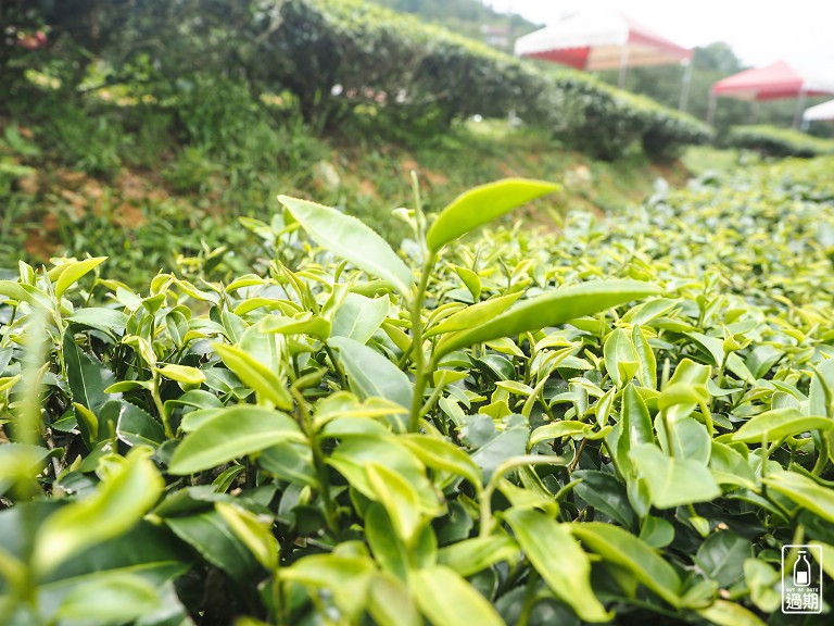 玉蘭茶園