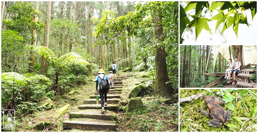 東眼山國家森林遊樂區